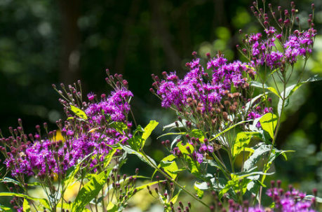New York Ironweed (Vernonia noveboracensis)