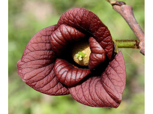 Pawpaw (Asimina triloba)