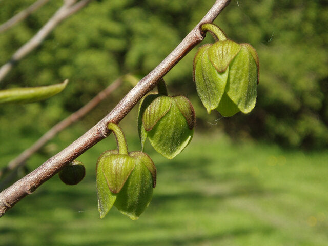 Pawpaw (Asimina triloba)