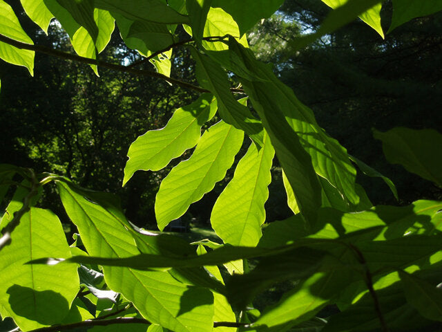 Pawpaw (Asimina triloba)