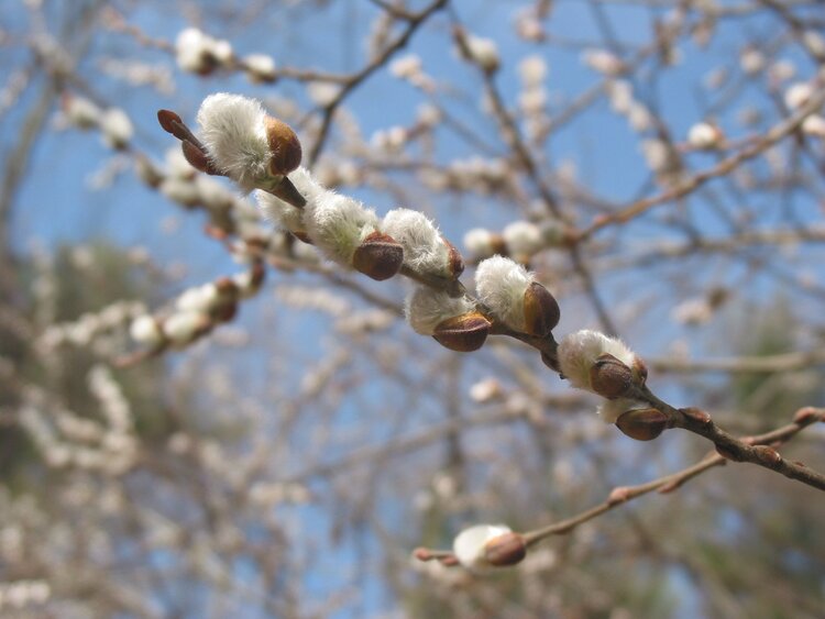 Pussy Willow (Salix discolor)