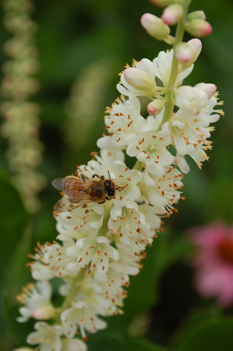 Summersweet (Clethra alnifolia)