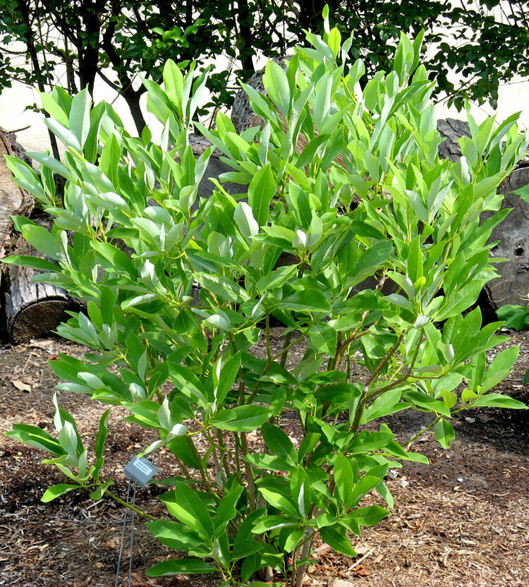 Sweetbay Magnolia (Magnolia virginiana)