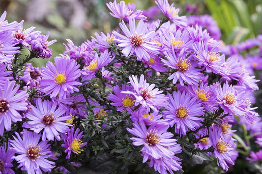 New England Aster (Symphyotrichum novae-angliae)