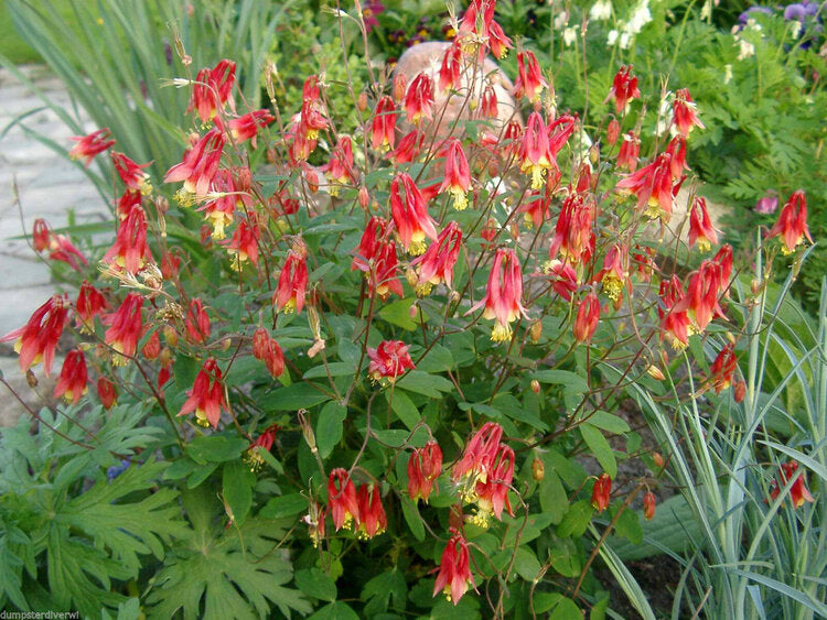 Eastern Red Columbine (Aquilegia canadensis)