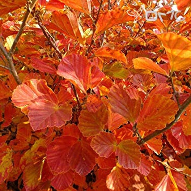 Common Witch-hazel (Hamamelis virginiana)