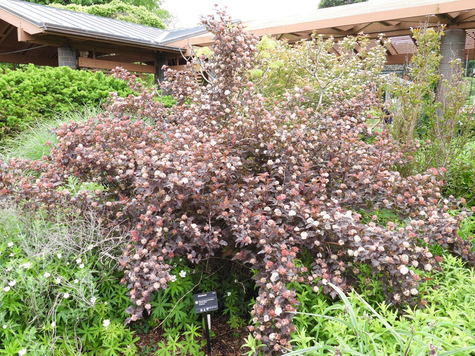 Common Ninebark (Physocarpus opulifolius)