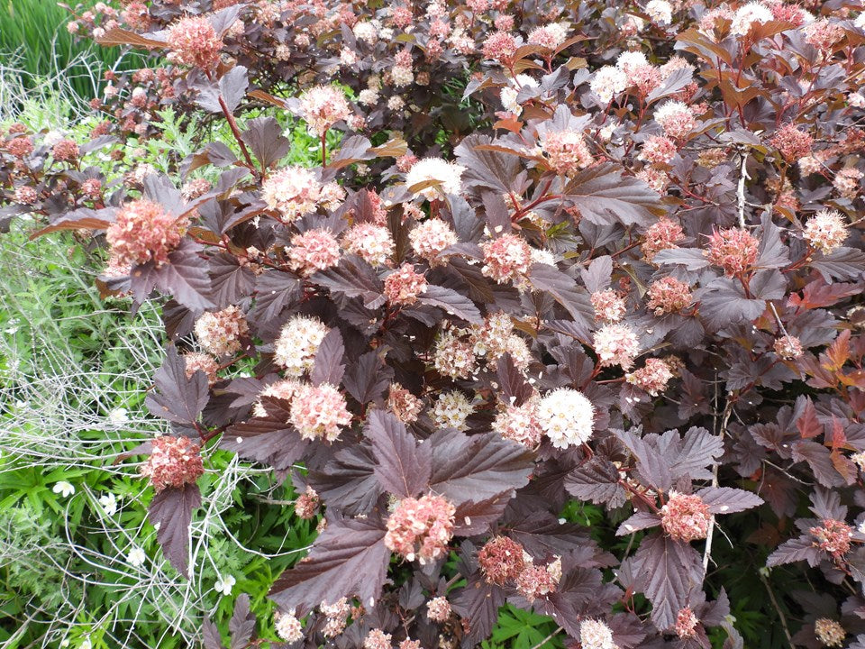 Common Ninebark (Physocarpus opulifolius)