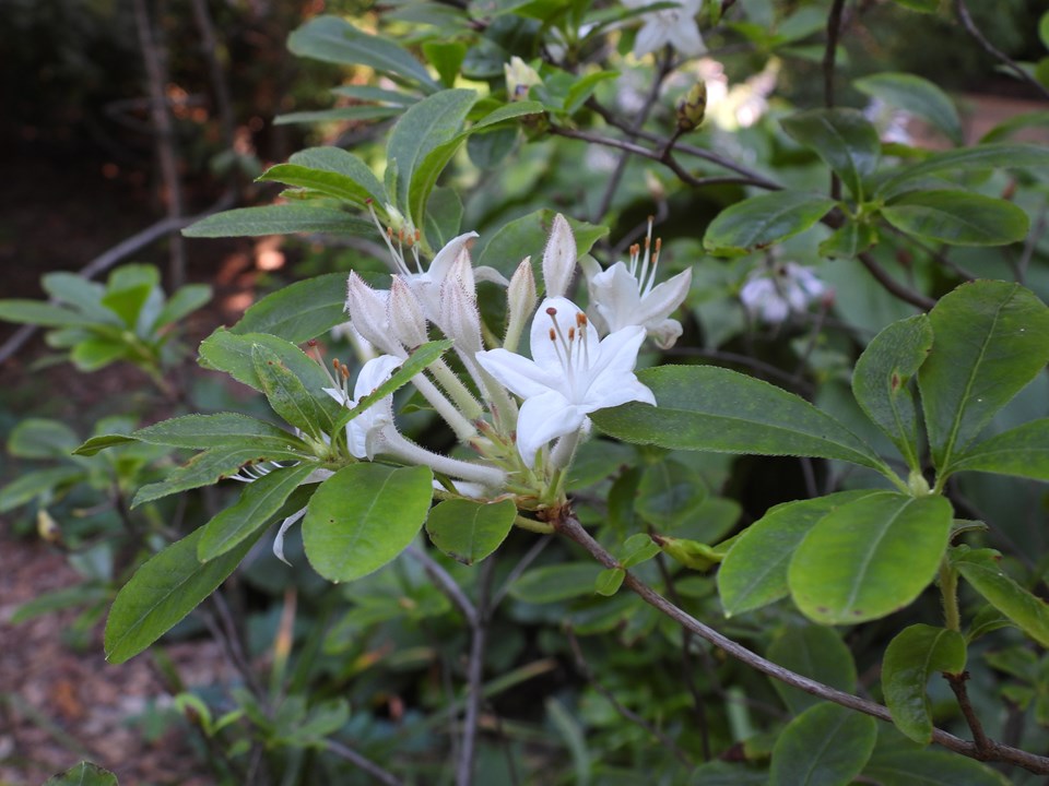 Swamp Azalea (Rhododendron viscosum)