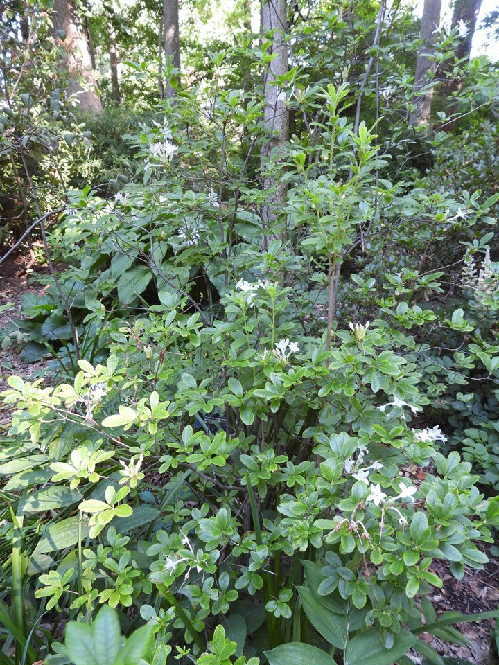 Swamp Azalea (Rhododendron viscosum)
