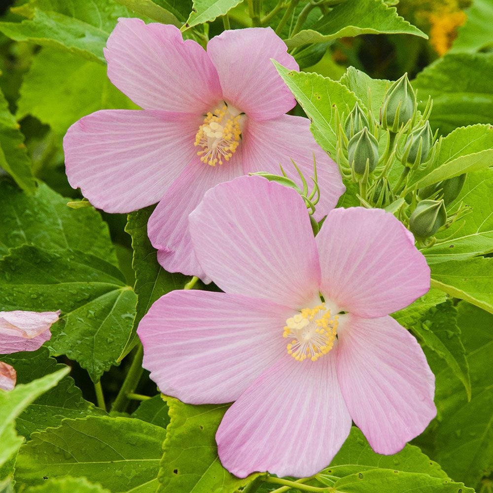 Swamp Rose Mallow (Hibiscus moscheutos)