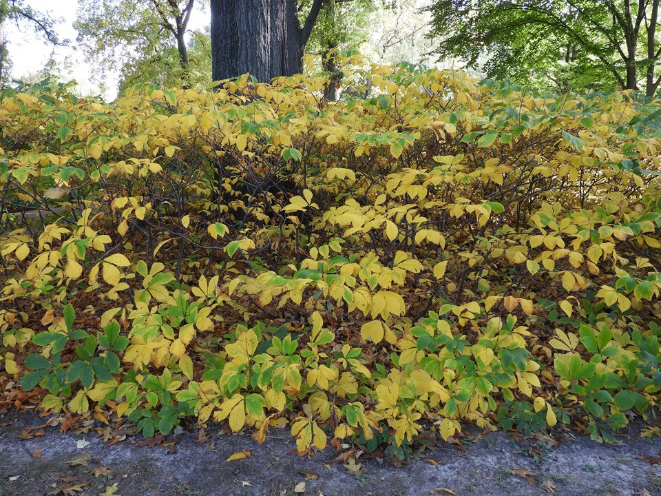 Bottlebrush Buckeye (Aesculus parviflora)