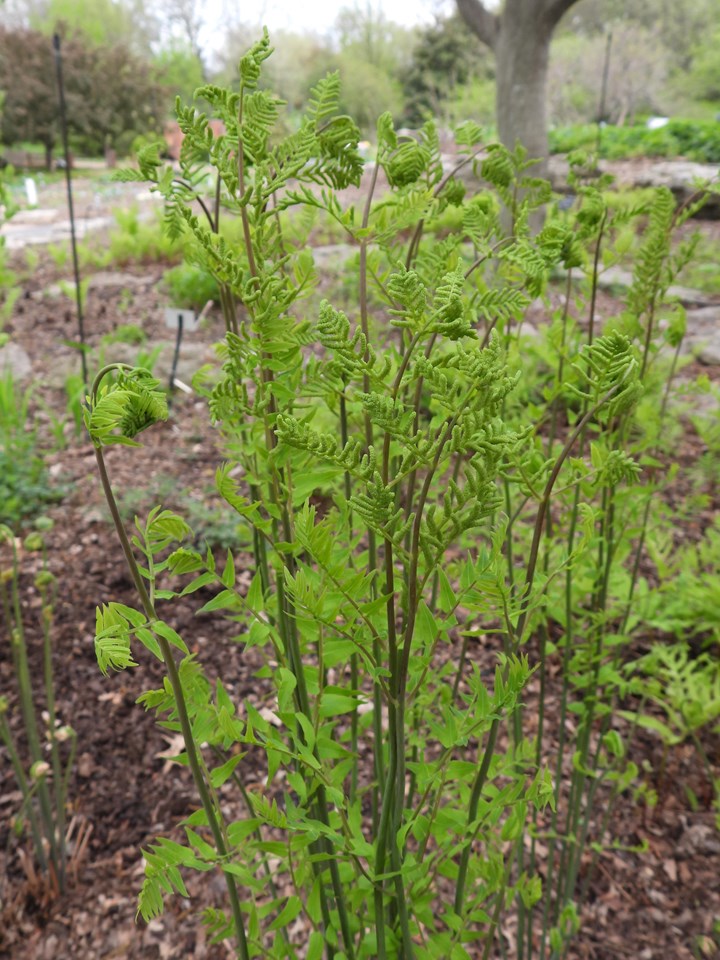 Royal Fern (Osmunda regalis)