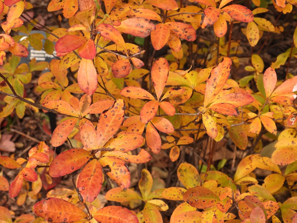 Swamp Azalea (Rhododendron viscosum)