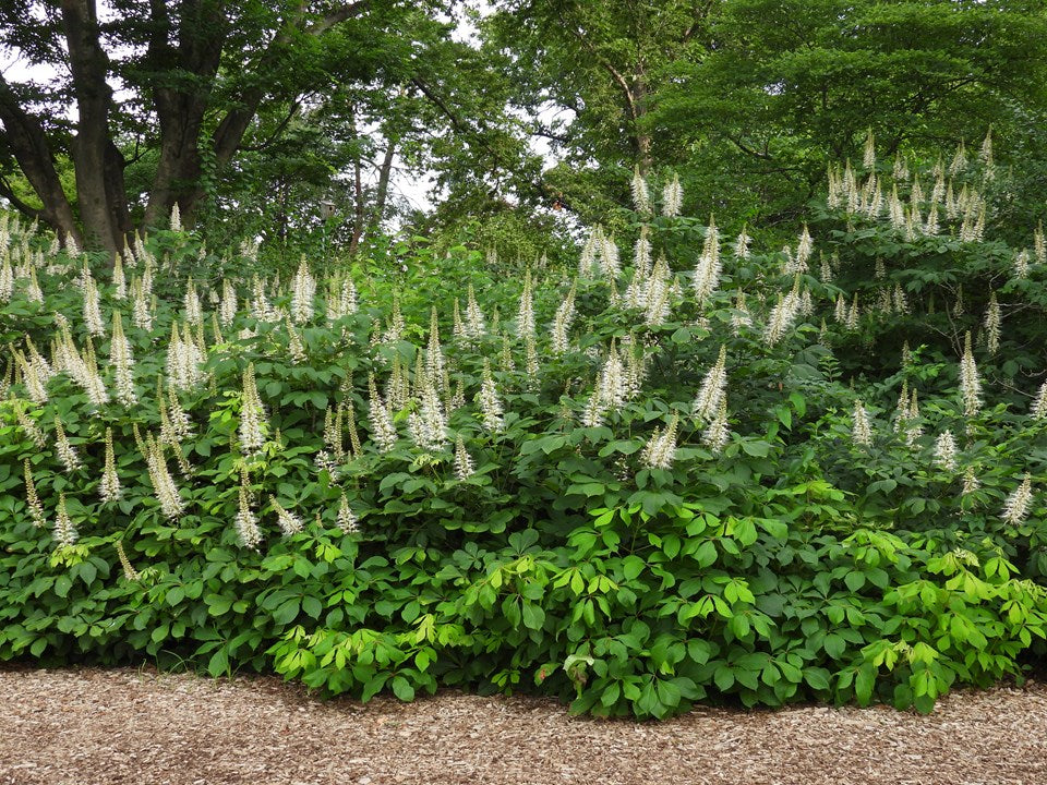 Bottlebrush Buckeye (Aesculus parviflora)