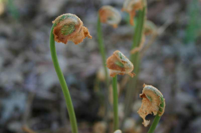 Royal Fern (Osmunda regalis)