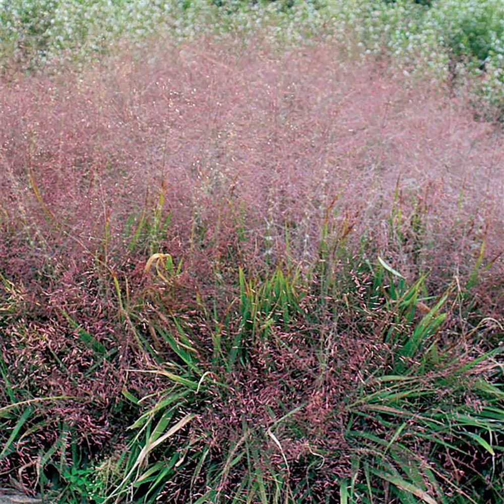 Purple Lovegrass (Eragrostis spectabilis)