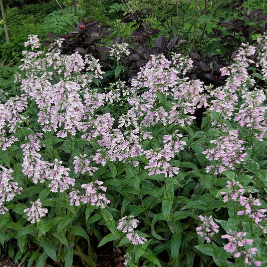 Calico Beardtongue (Penstemon calycosus)