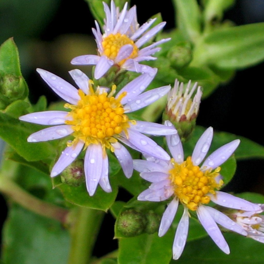 Big-Leaved Aster (Eurybia macrophylla)