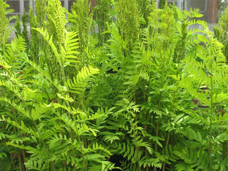 Royal Fern (Osmunda regalis)