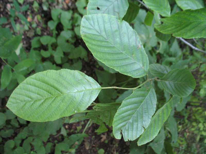 Smooth Alder (Alnus serrulata)