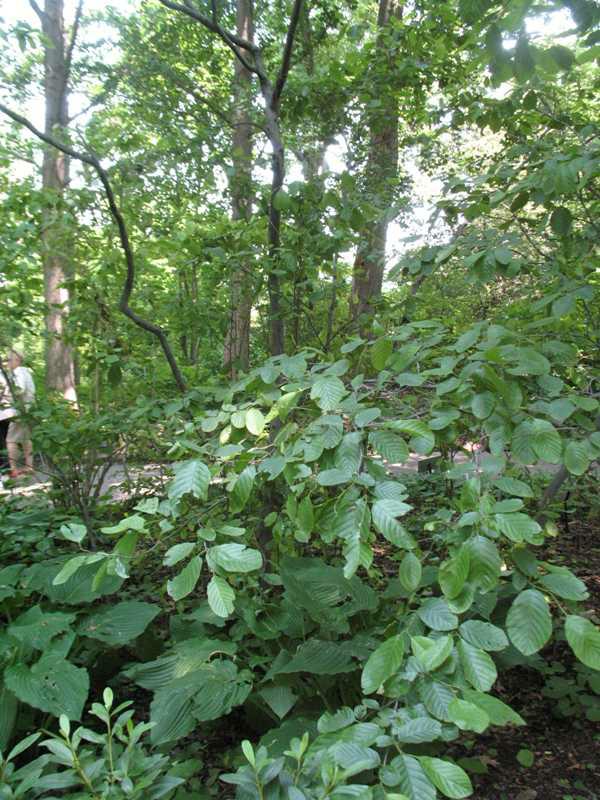 Smooth Alder (Alnus serrulata)