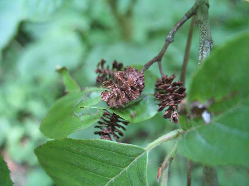 Smooth Alder (Alnus serrulata)