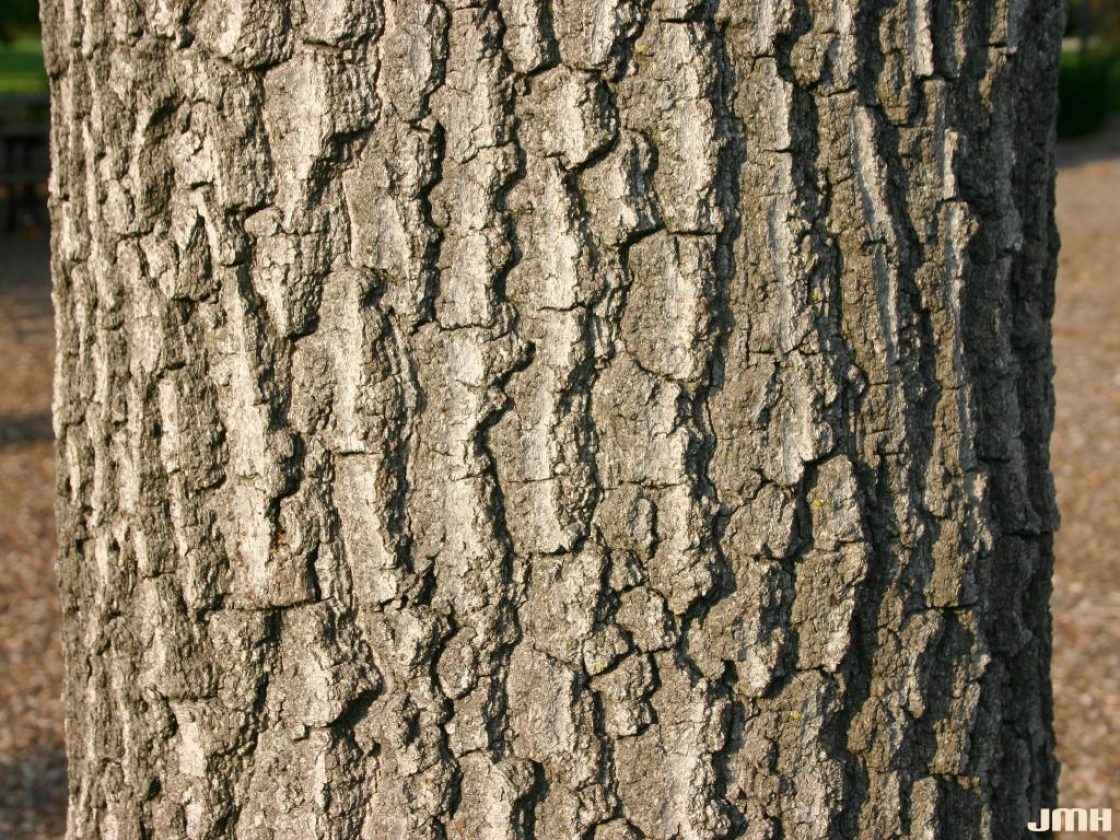 Scarlet Oak (Quercus coccinea)