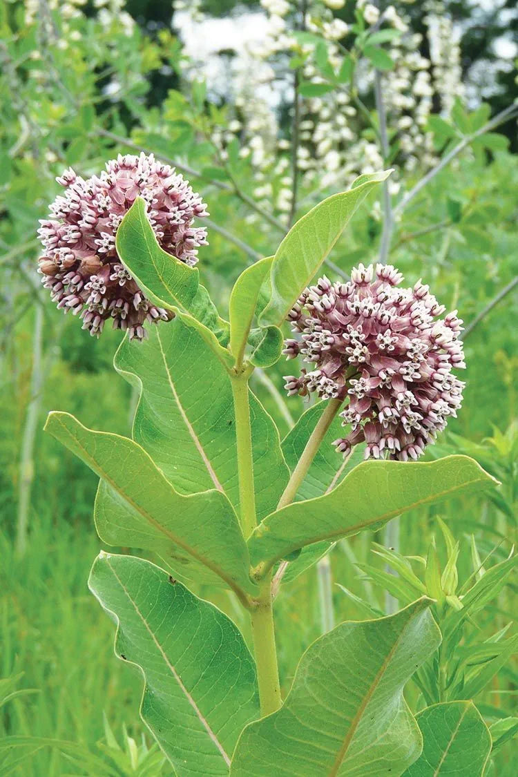 Common Milkweed (Asclepias syriaca)