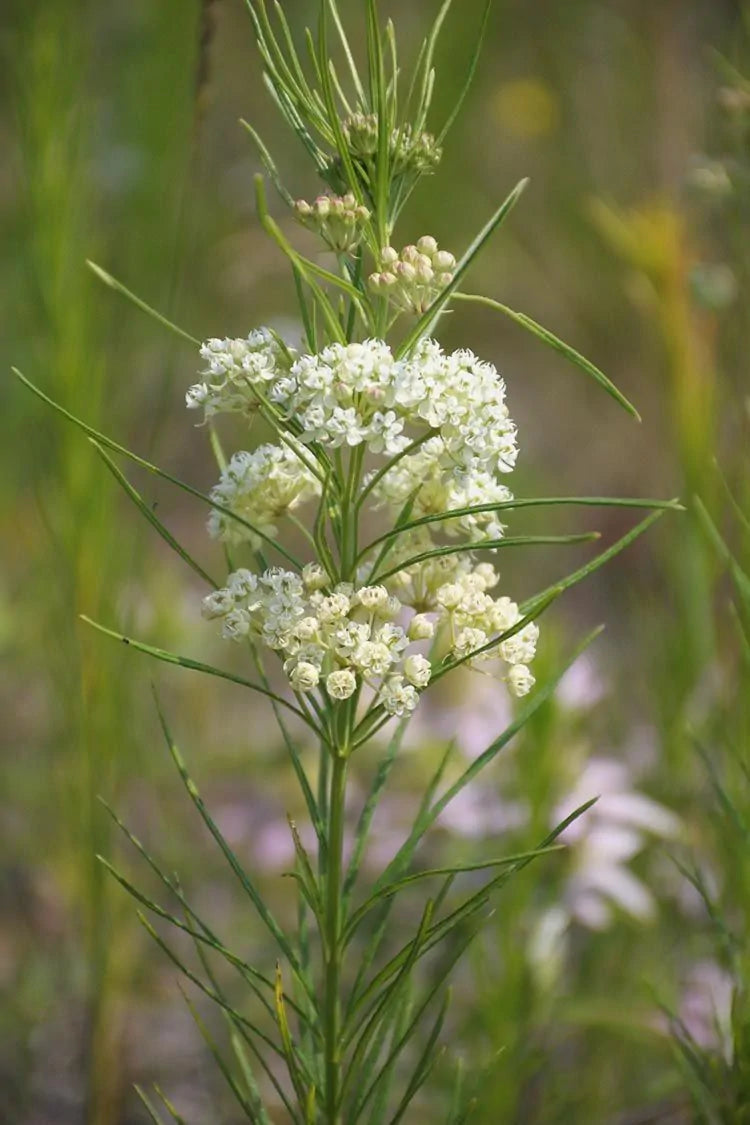 Whorled Milkweed (Asclepias verticillata)