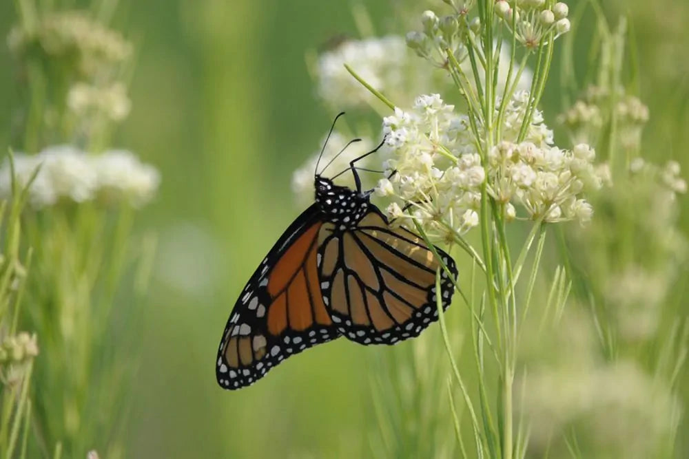 Whorled Milkweed (Asclepias verticillata)