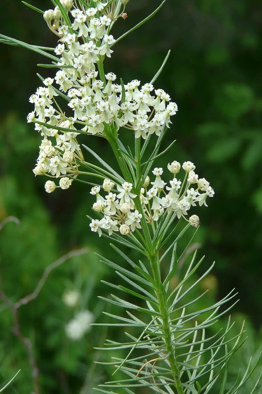 Whorled Milkweed (Asclepias verticillata)