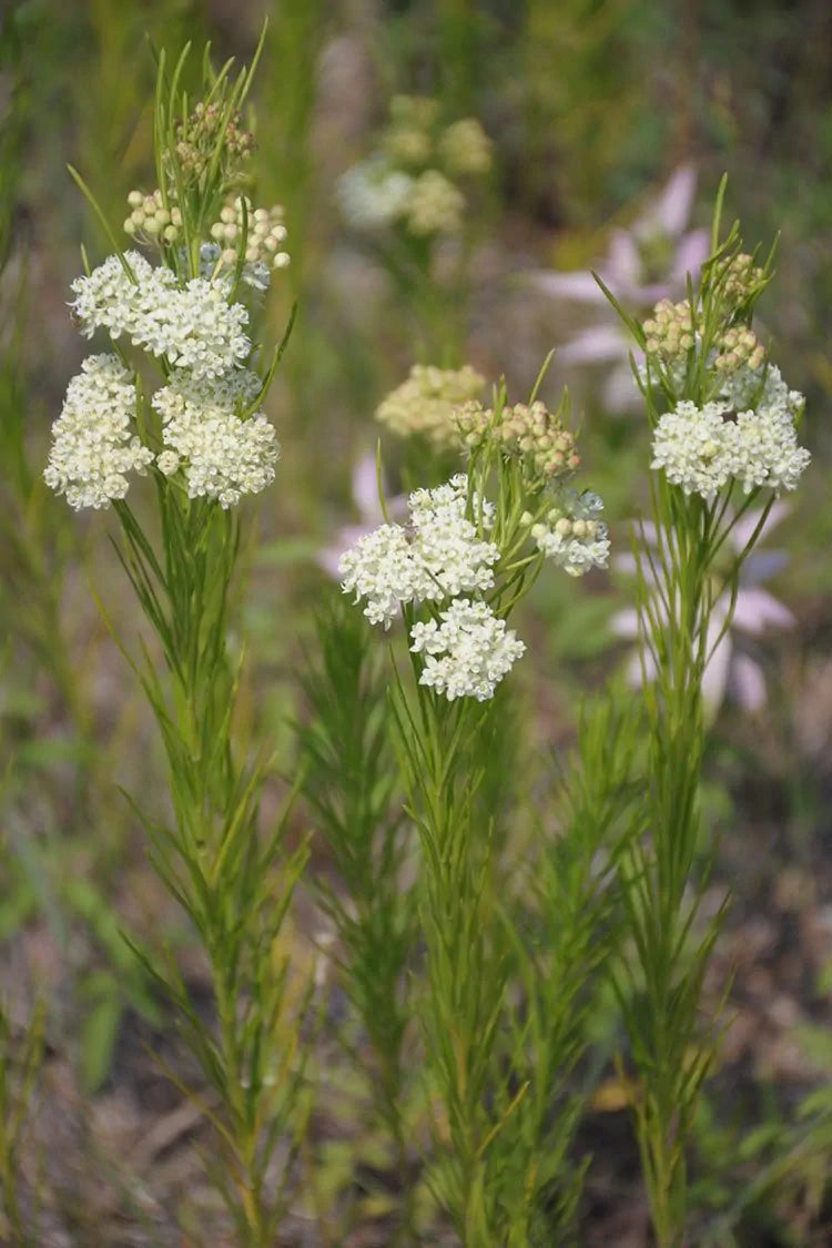 Whorled Milkweed (Asclepias verticillata)