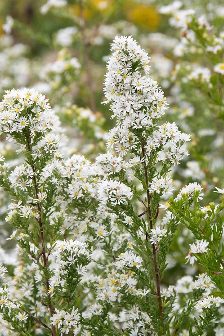 Heath Aster (Aster ericoides)