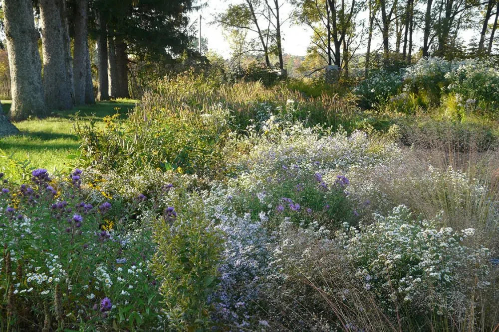 Heath Aster (Aster ericoides)