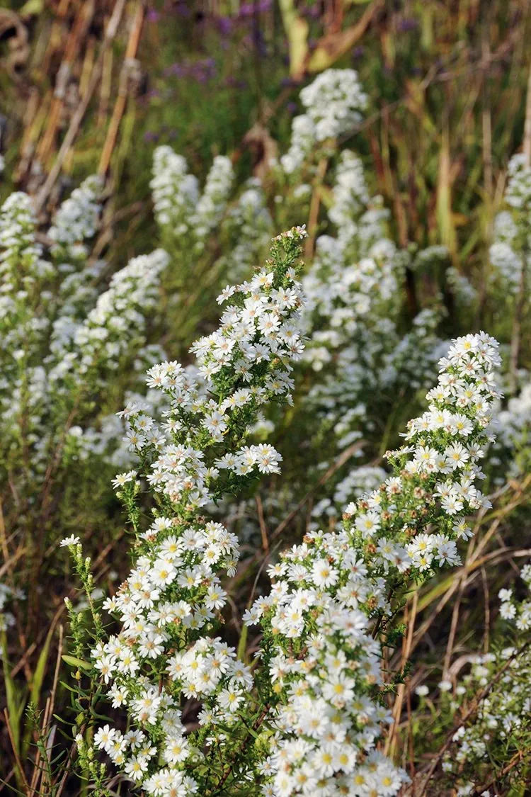 Heath Aster (Aster ericoides)