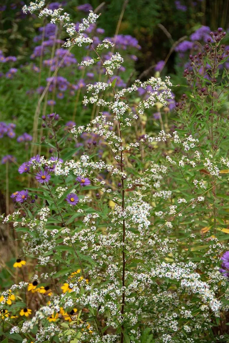 Calico Aster (Symphyotrichum lateriflorum; Aster lateriflorus)