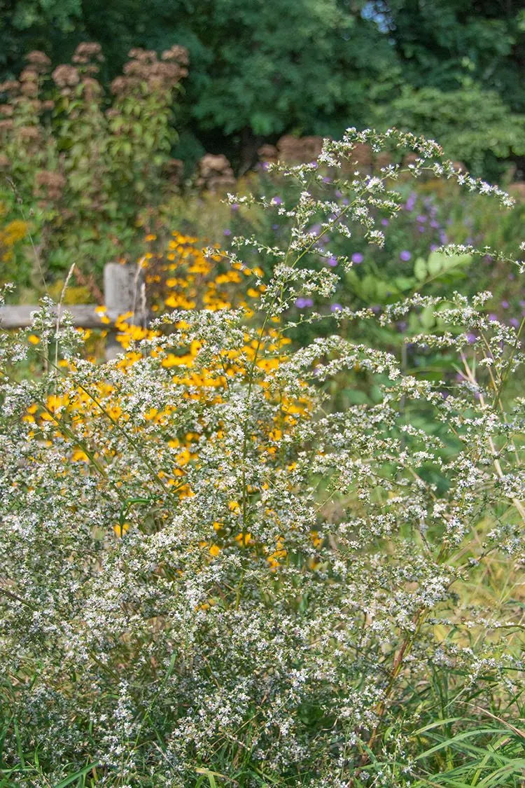 Calico Aster (Symphyotrichum lateriflorum; Aster lateriflorus)