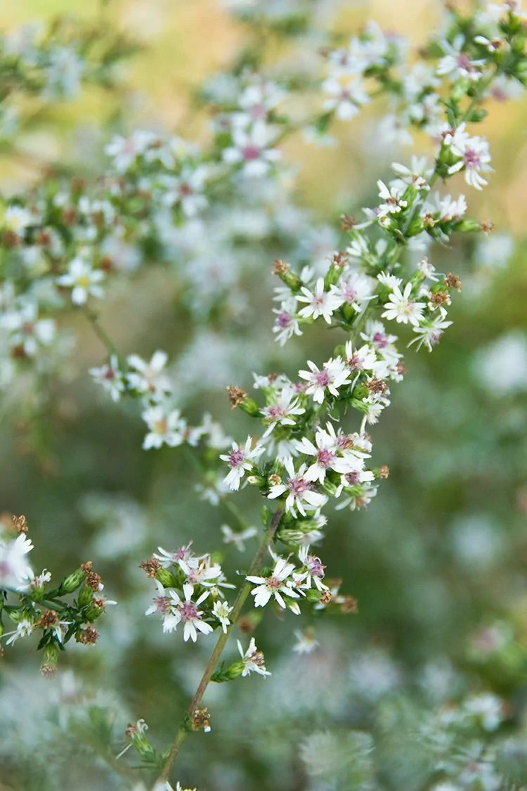 Calico Aster (Symphyotrichum lateriflorum; Aster lateriflorus)