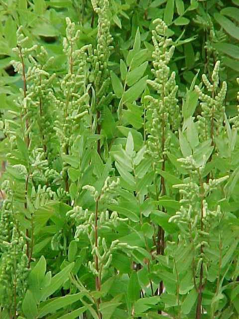 Royal Fern (Osmunda regalis)