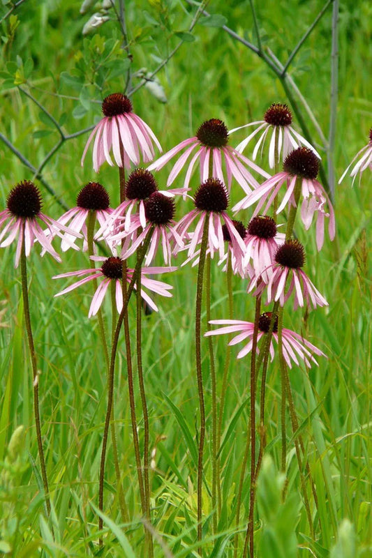 Pale Purple Coneflower (Echinacea pallida)