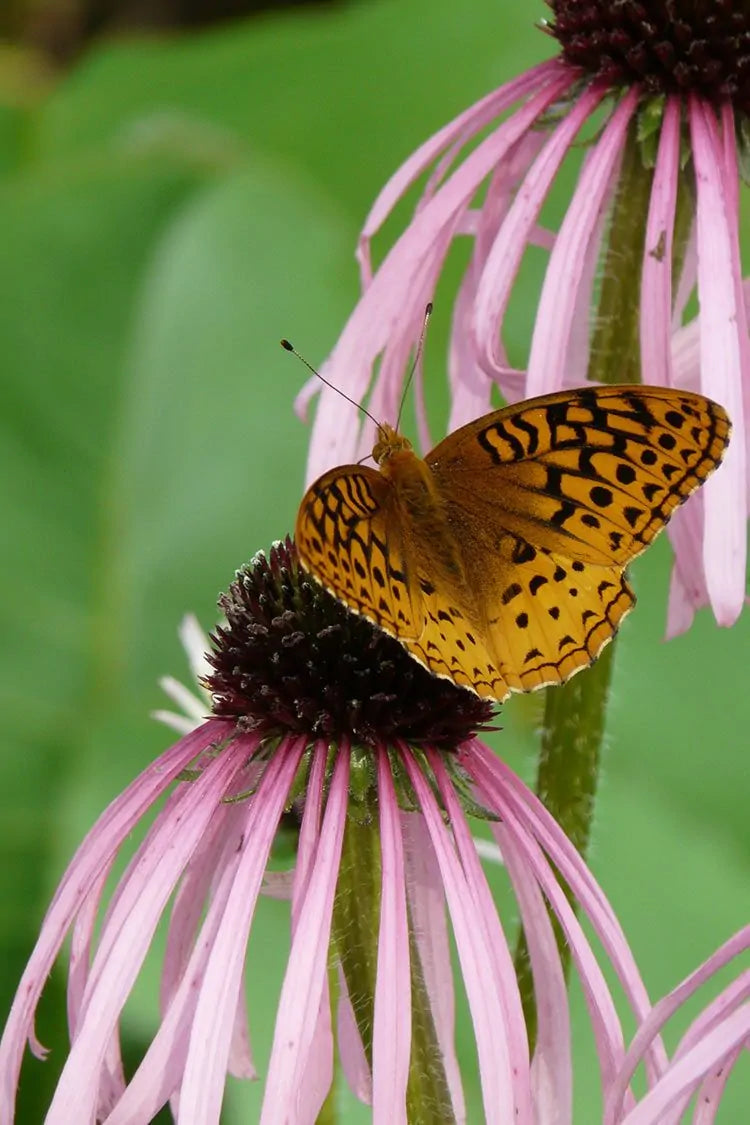 Pale Purple Coneflower (Echinacea pallida)