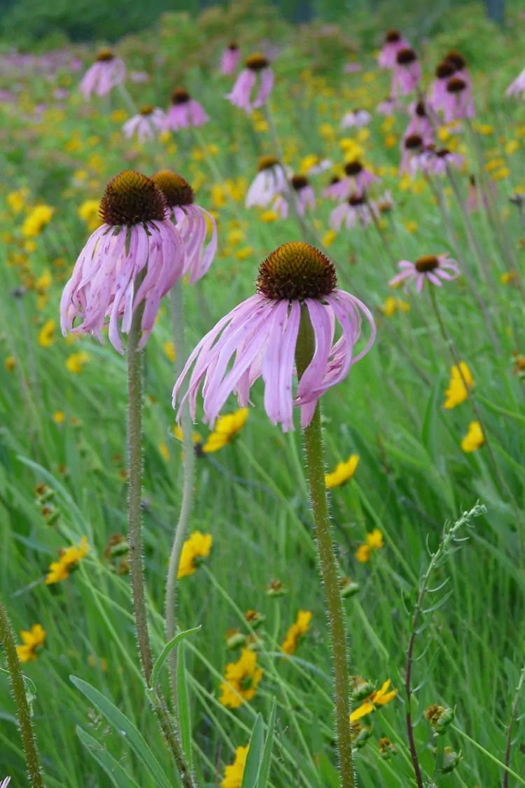 Pale Purple Coneflower (Echinacea pallida)