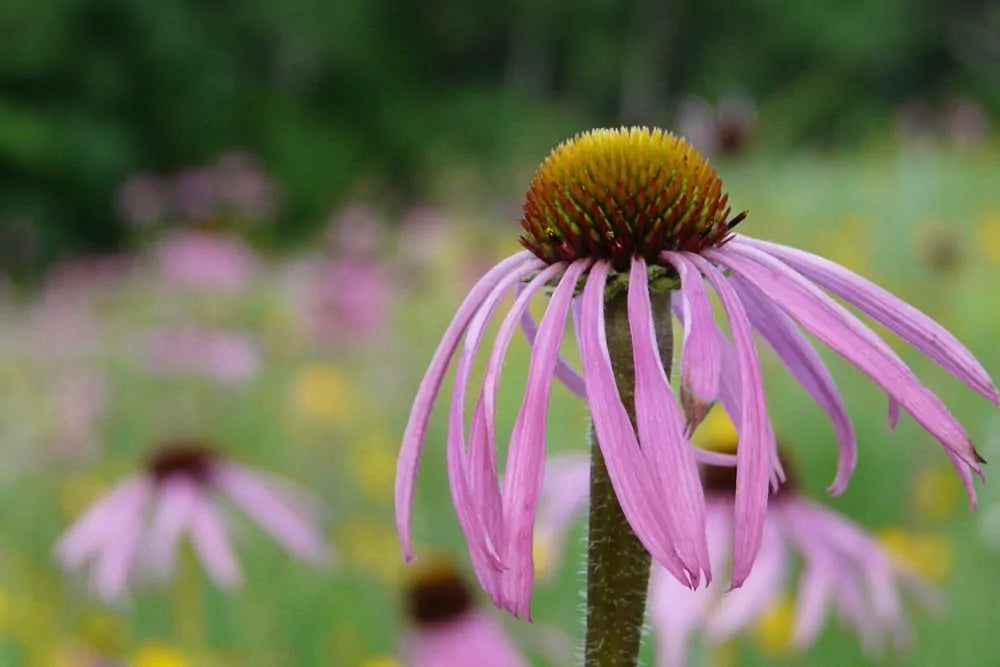 Pale Purple Coneflower (Echinacea pallida)