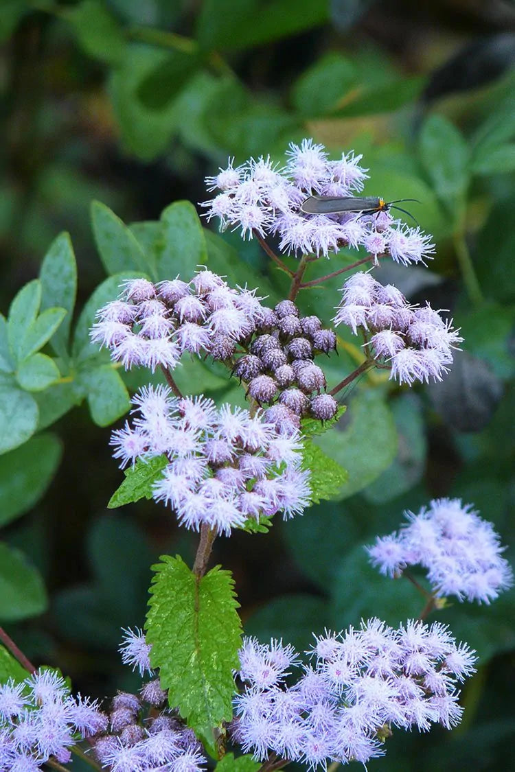 Blue Mistflower (Eupatorium coelestinum)