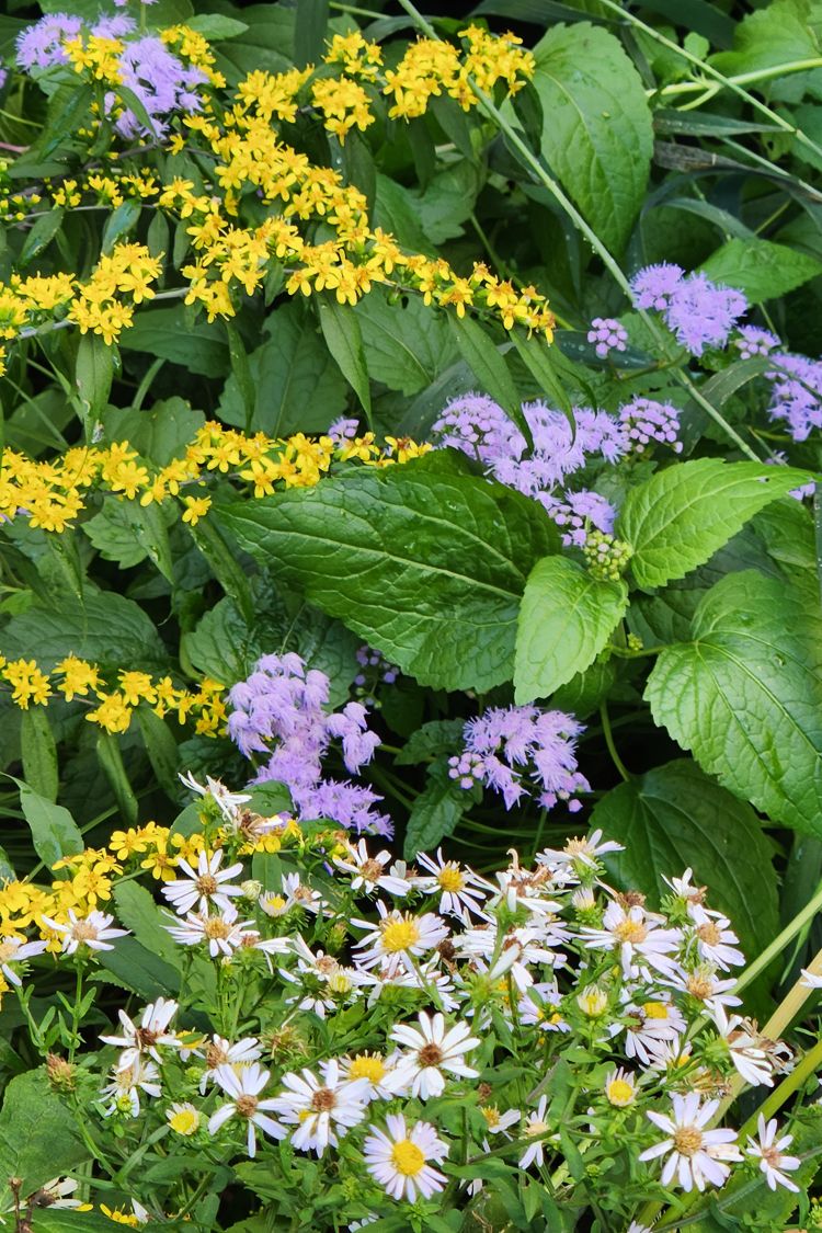 Blue Mistflower (Eupatorium coelestinum)