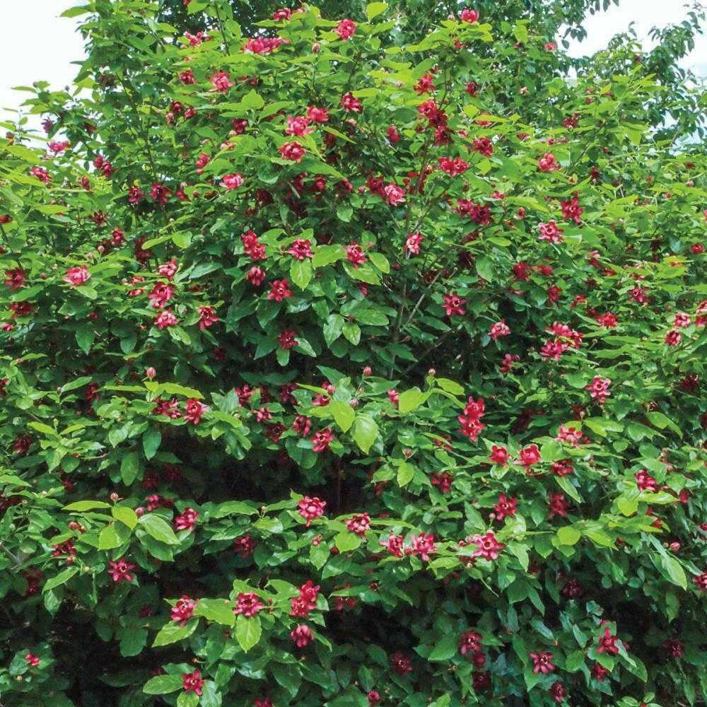 Carolina Allspice (Calycanthus floridus)