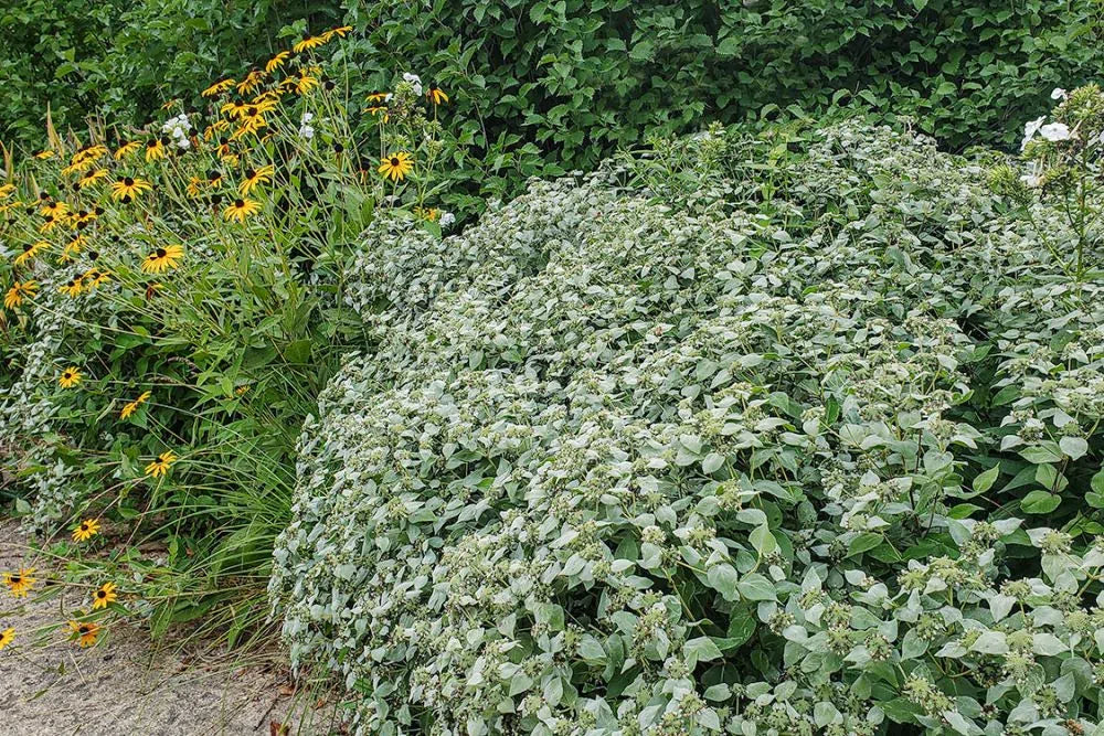 Mountain Mint (Pycnanthemum muticum)