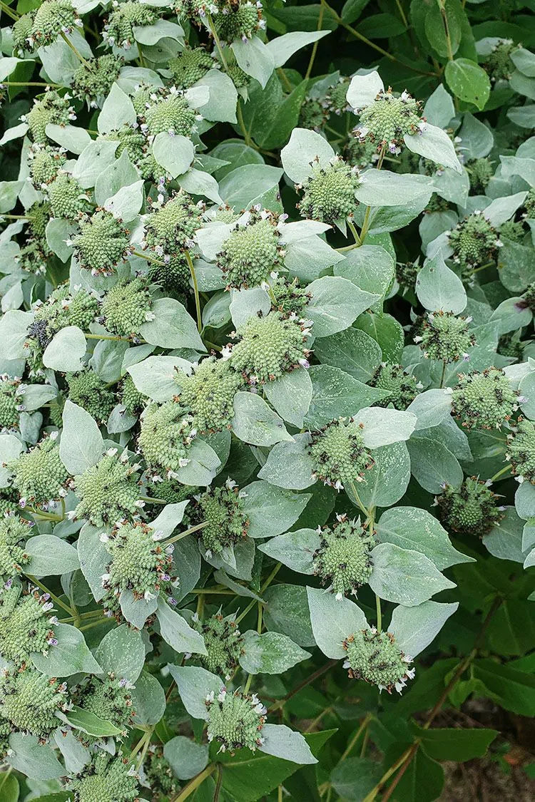 Mountain Mint (Pycnanthemum muticum)