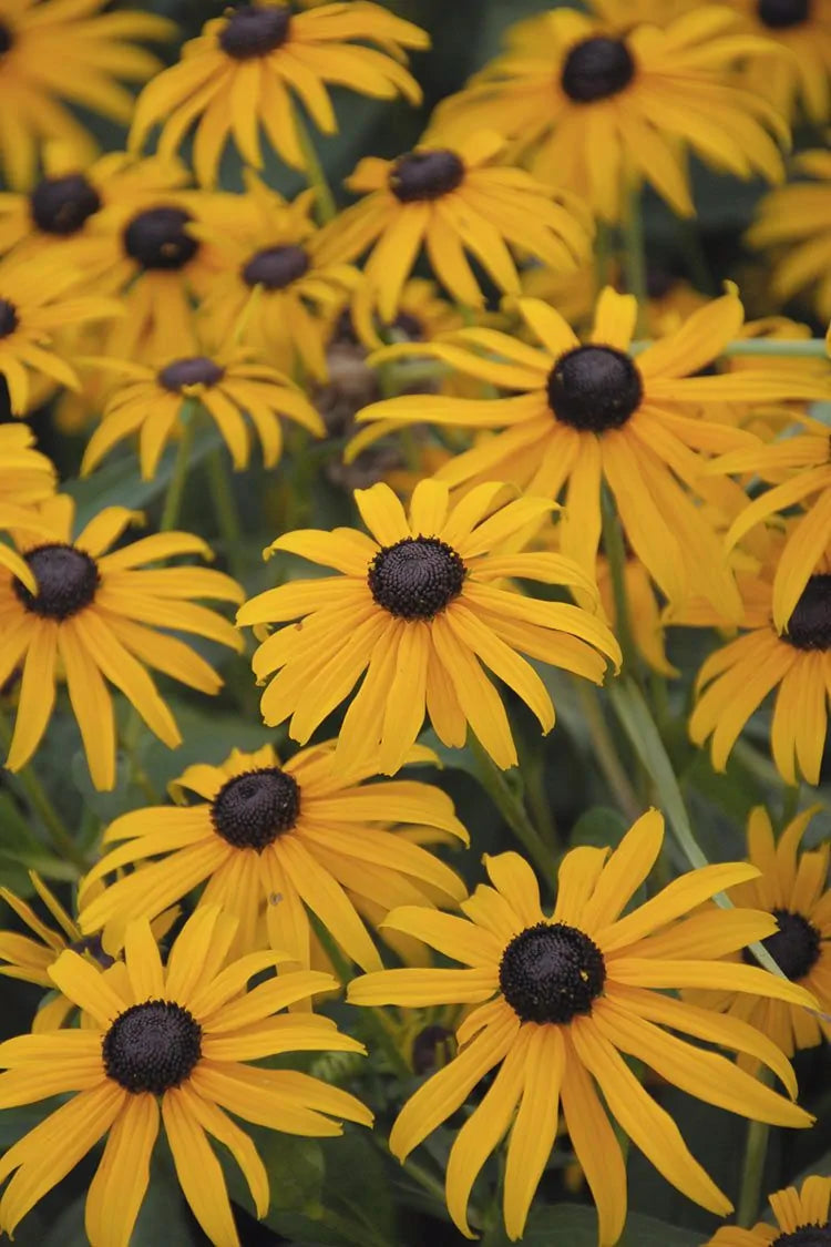 Orange Coneflower (Rudbeckia fulgida)